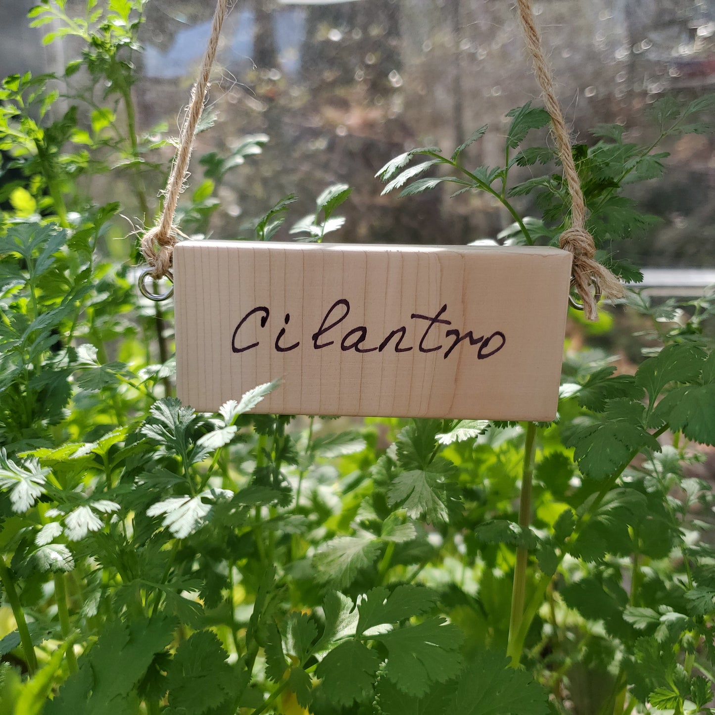 Cilantro written on Cedar wood marker