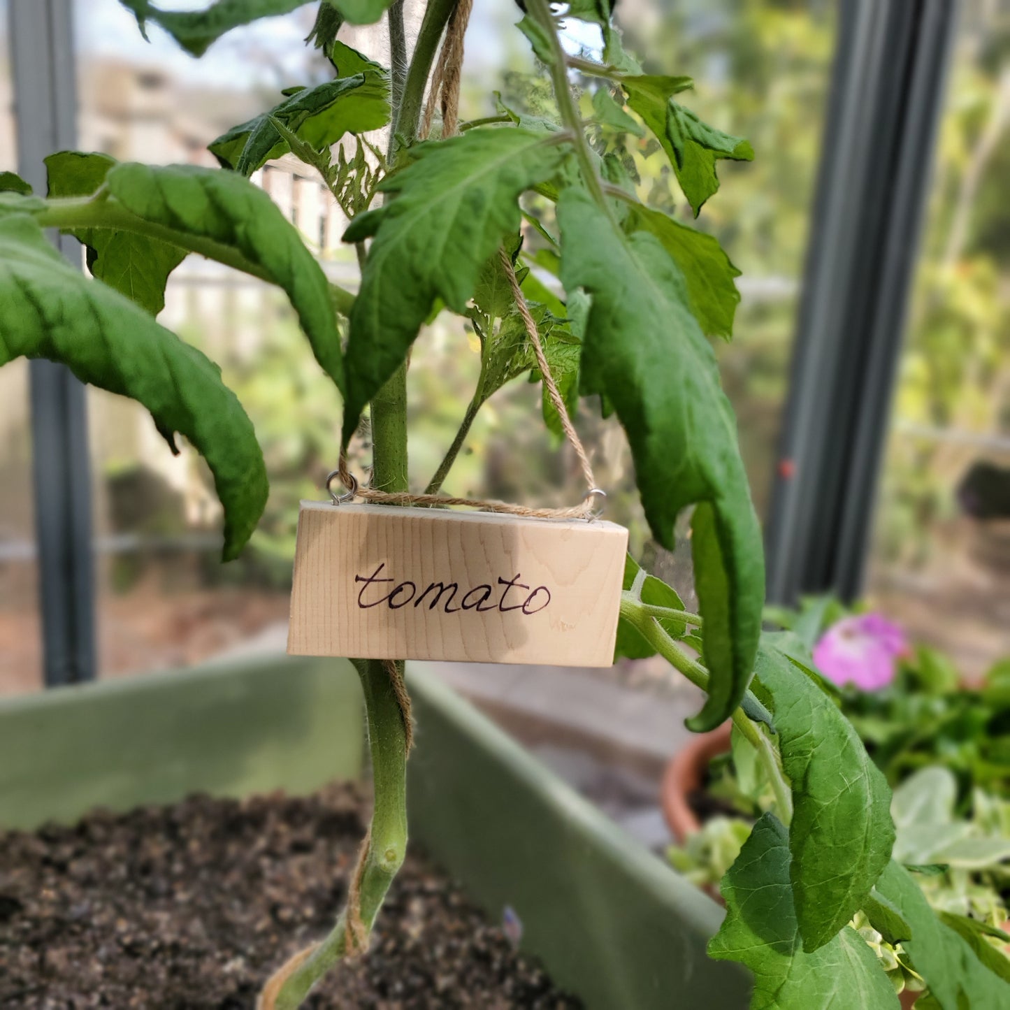 tomato plant with plant tag