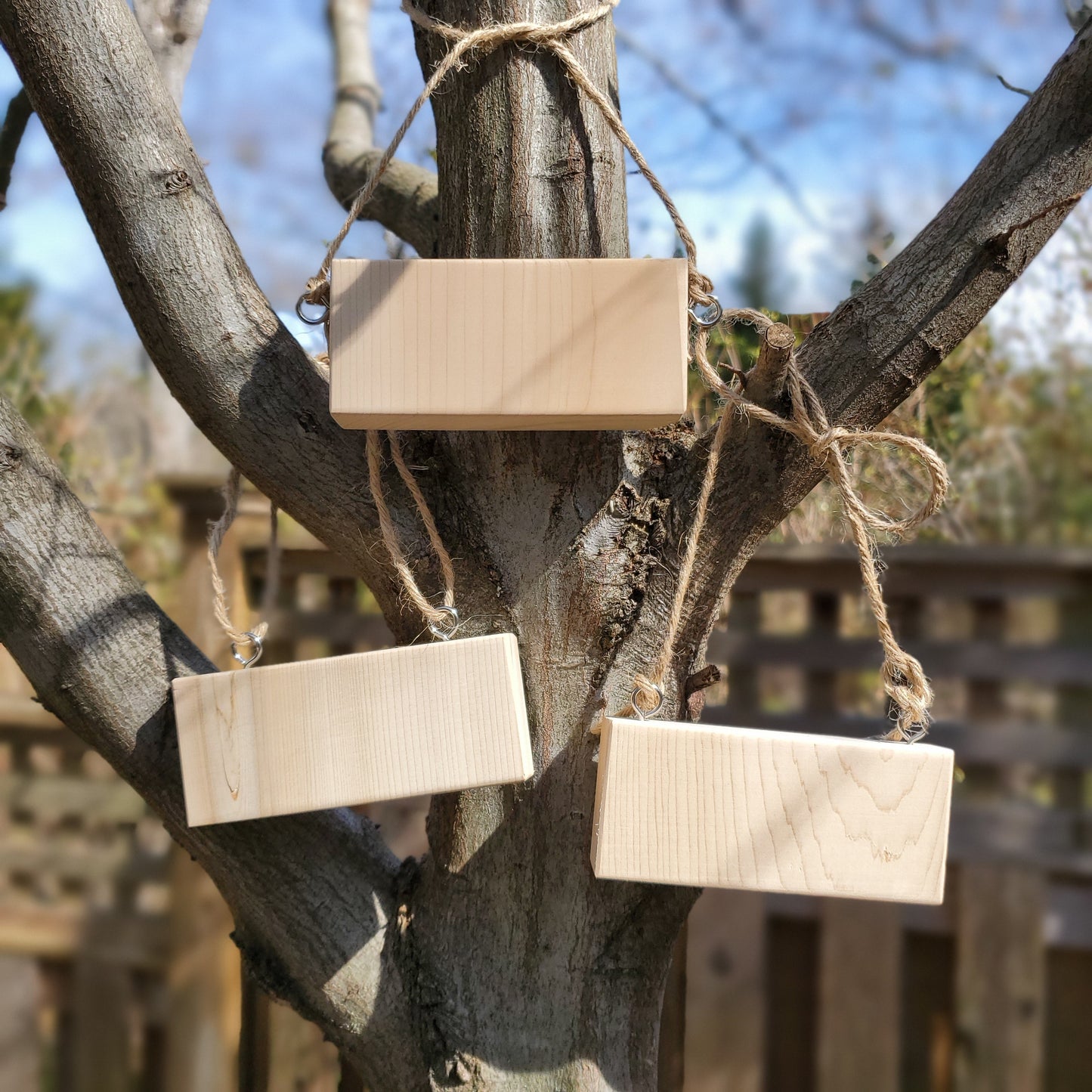 three blank Cedar wood tree tags on branches