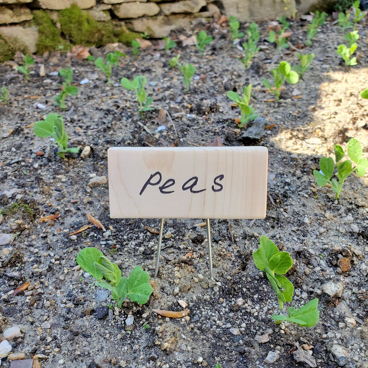 vegetable peas sign wooden tag with pins