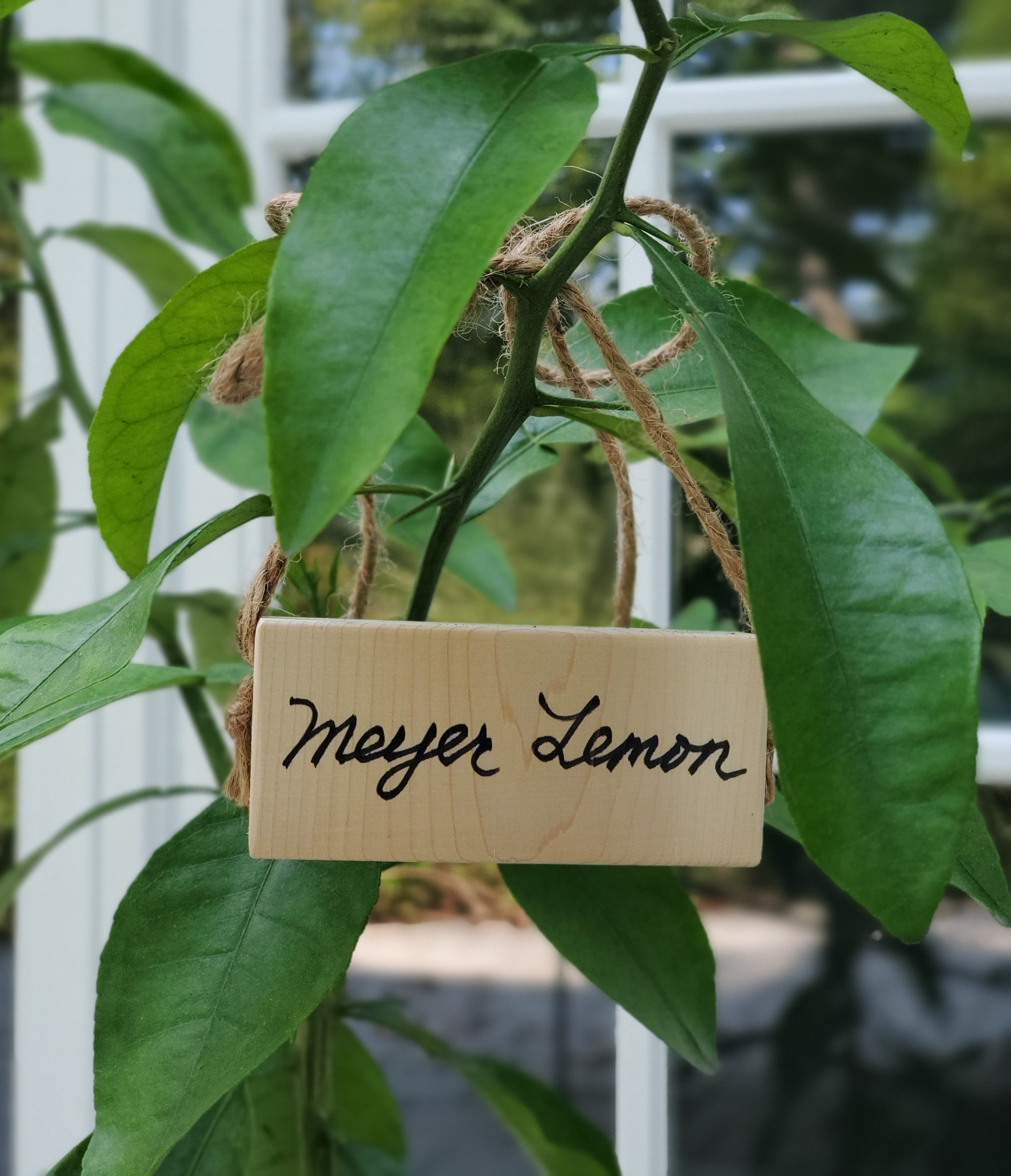 Tree Markers – Timber Taberna