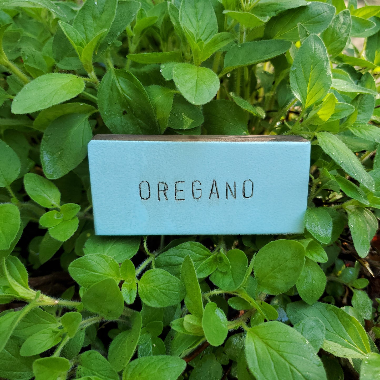 turquoise rustic plant marker, oregano