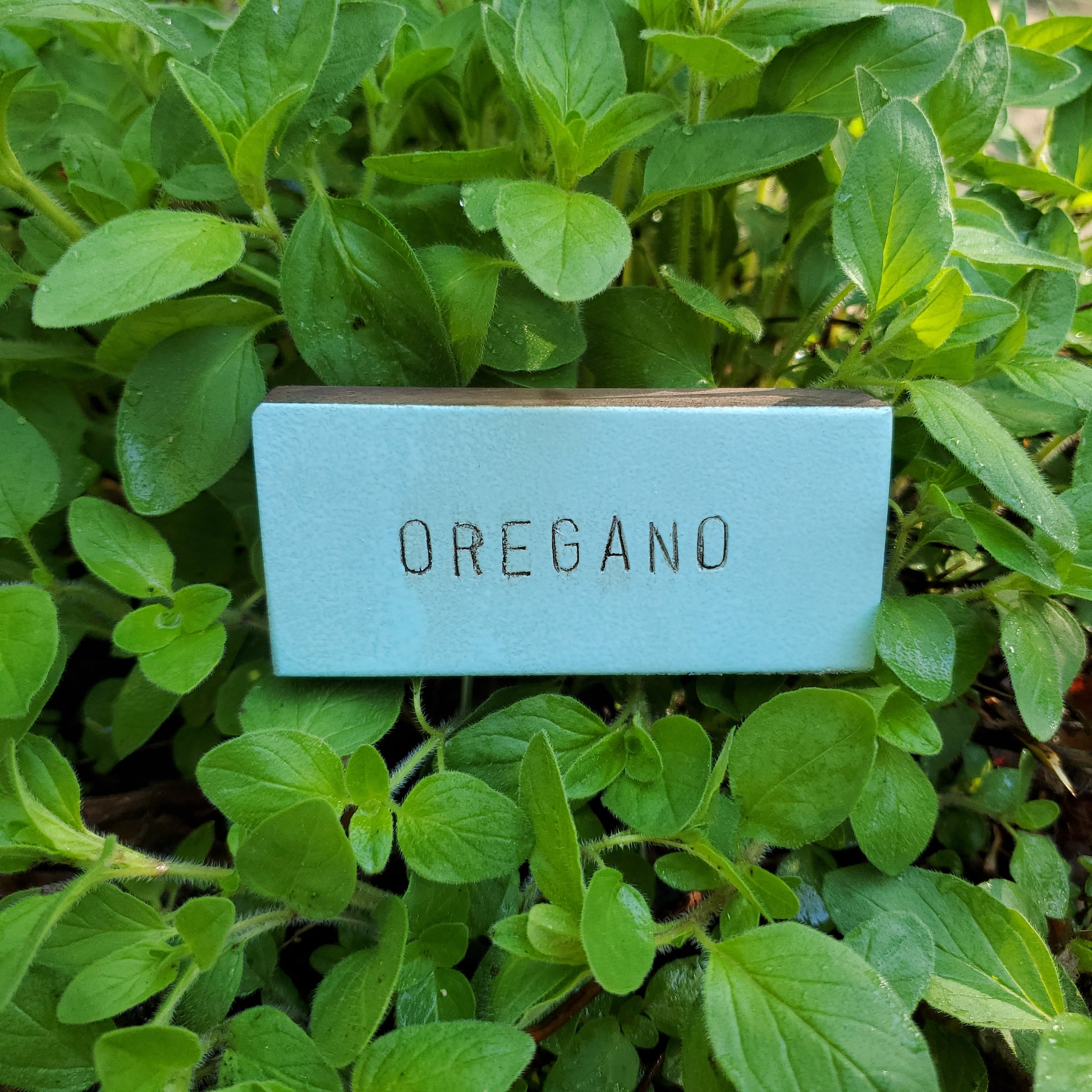 turquoise rustic plant marker, oregano